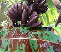 Zebrina X (Blood) Banana- RARE
