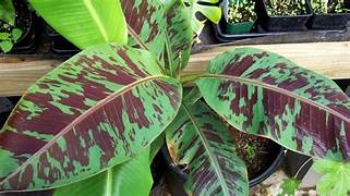 Zebrina X (Blood) Banana- RARE
