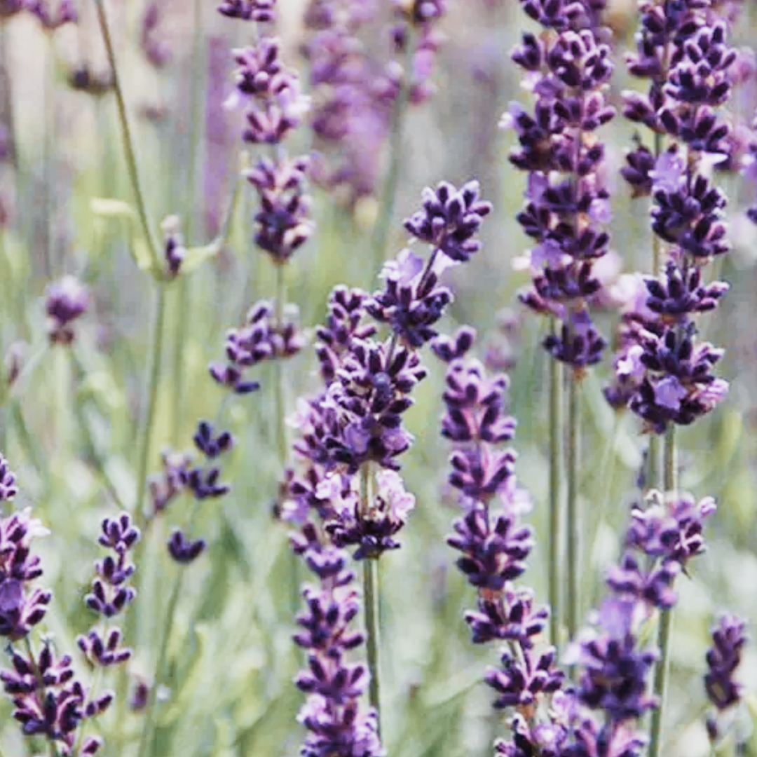 PREORDER Phenomenal Lavender Plant