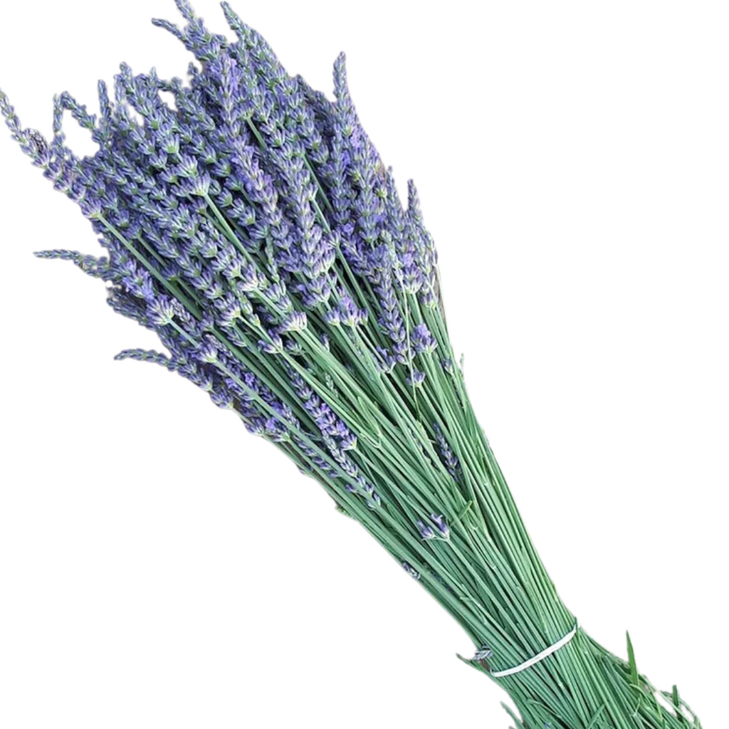 PREORDER Phenomenal Lavender Plant