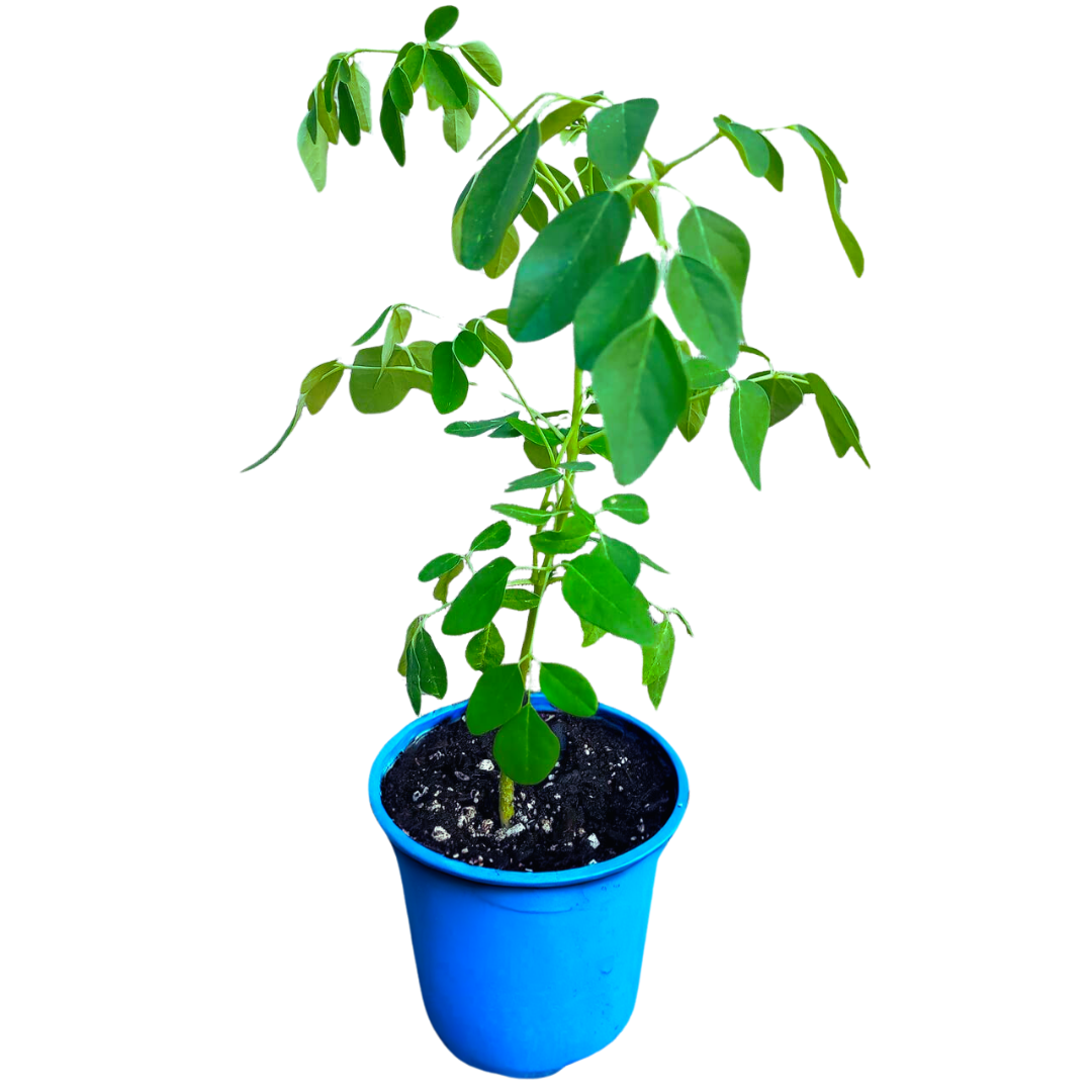 PREORDER Dwarf Moringa Tree (Moringa oleifera)