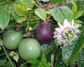 Patio Possum Purple Passionflower