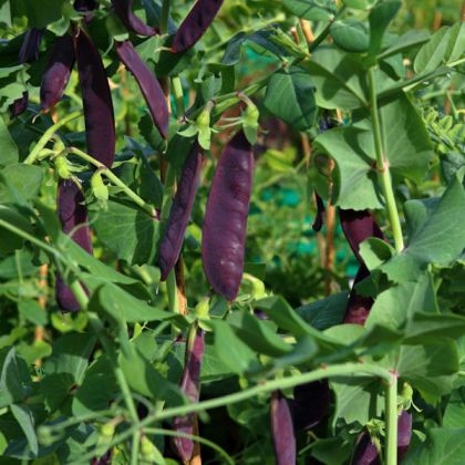 Purple Magnolia Snap Pea Seeds