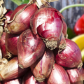 Red Torpedo Intermediate Onion Seeds