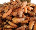 PREORDER Hawaiian Red Turmeric Plant