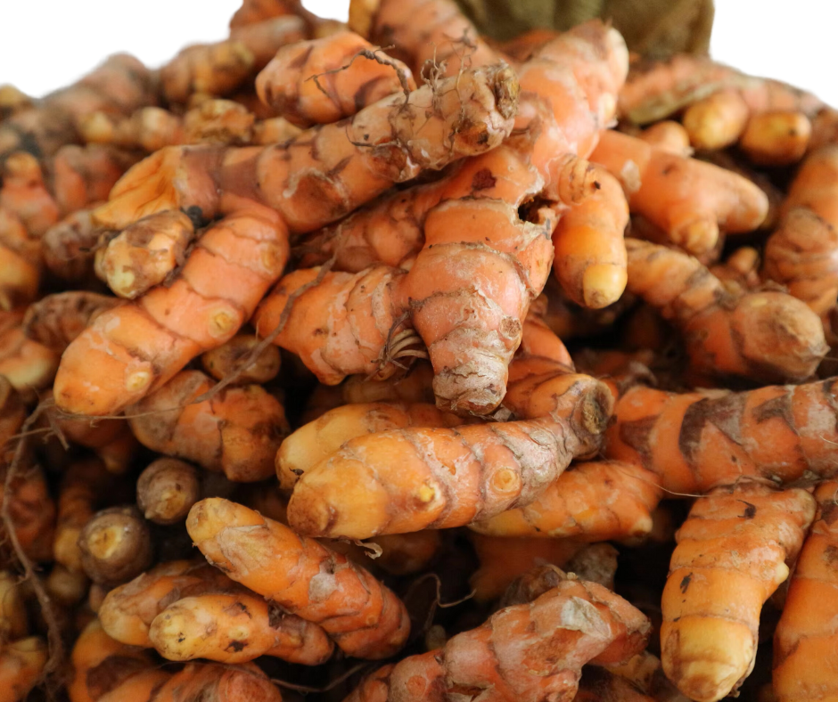 PREORDER Hawaiian Red Turmeric Plant