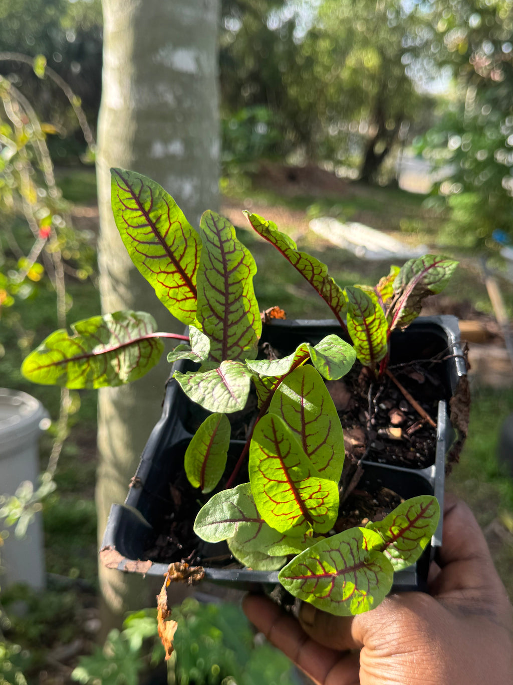 PREORDER Red Vein Sorrel (Bloody Dock) Live Plant