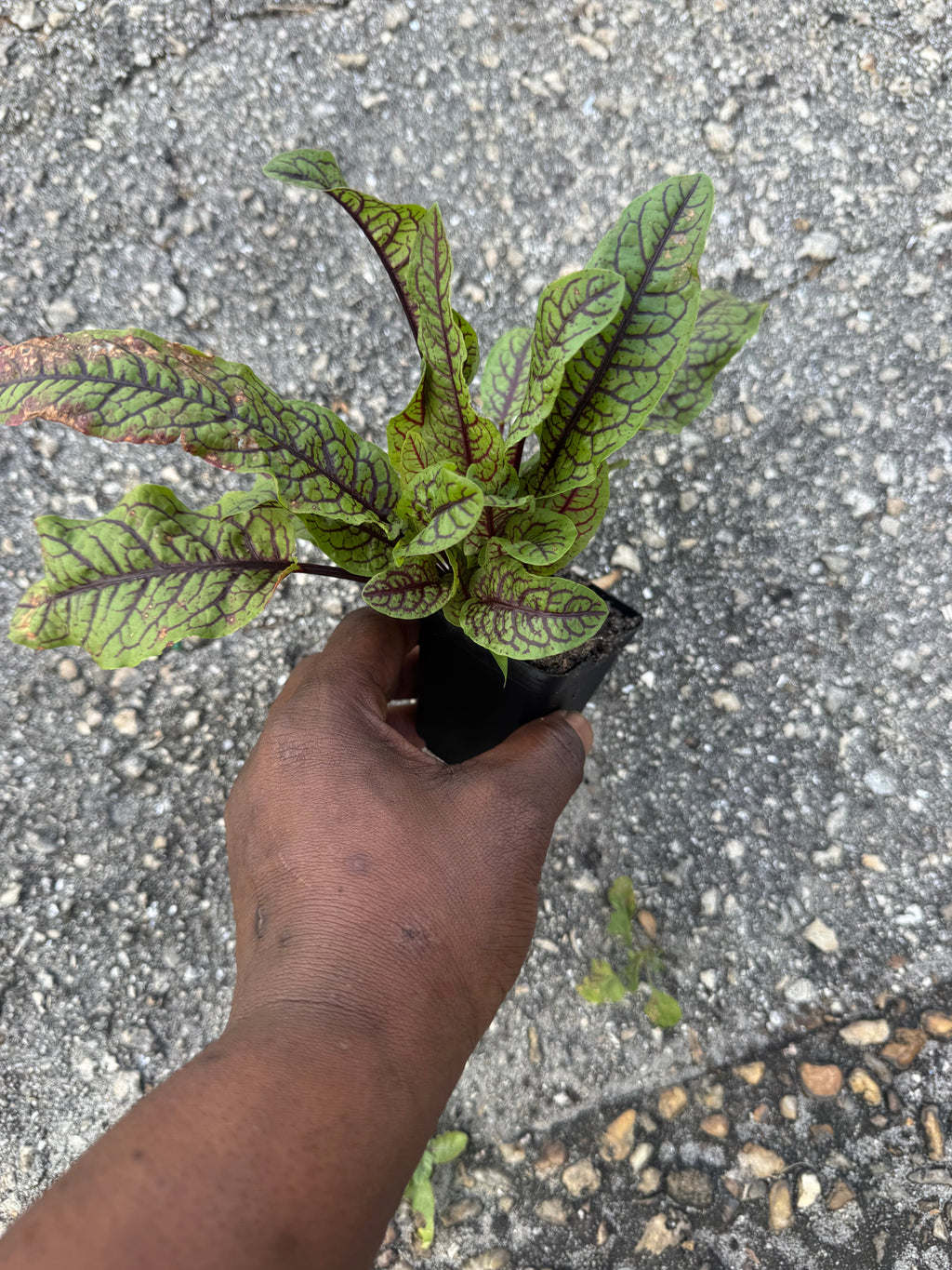 PREORDER Red Vein Sorrel (Bloody Dock) Live Plant