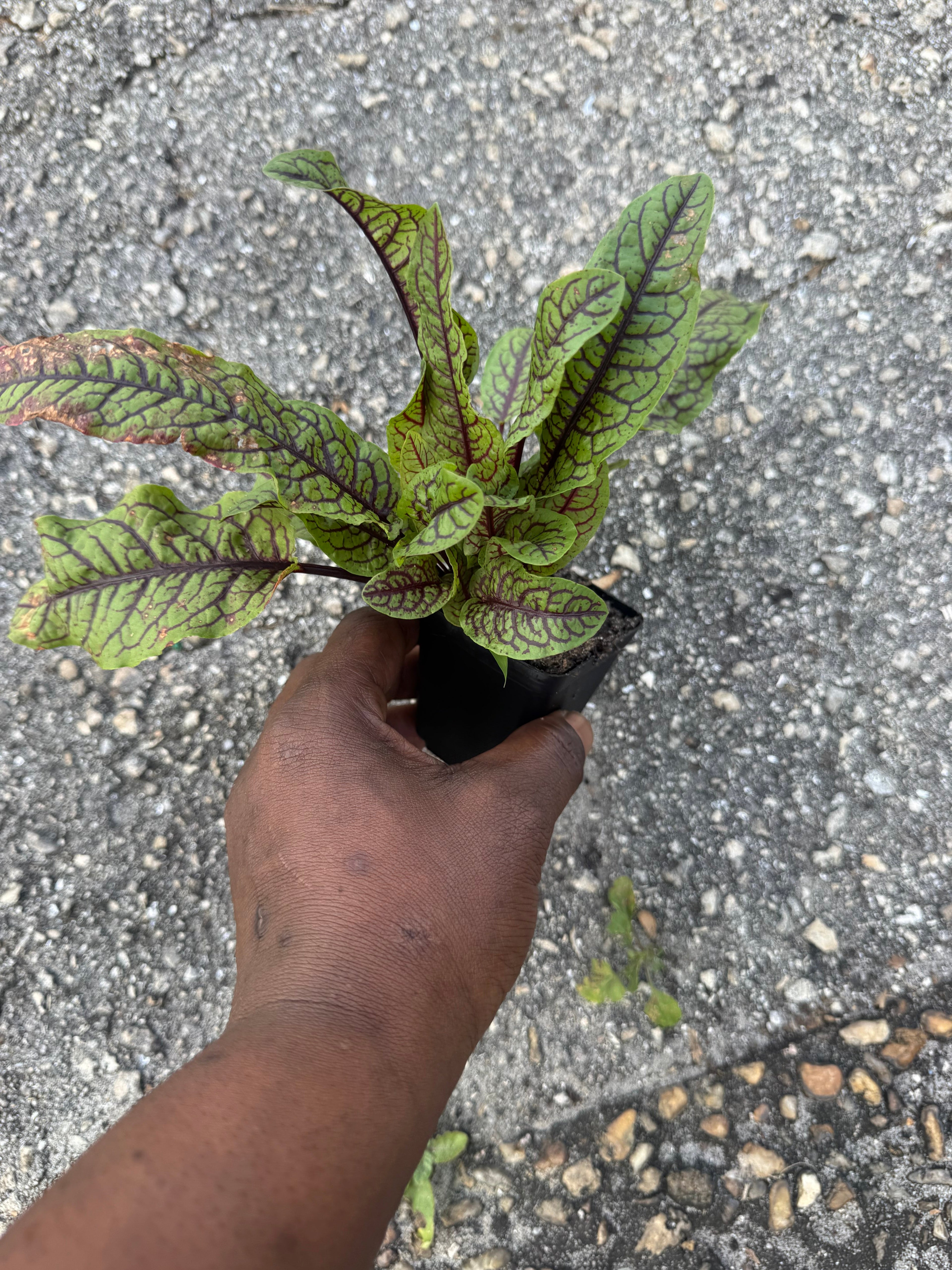 PREORDER Red Vein Sorrel (Bloody Dock) Live Plant