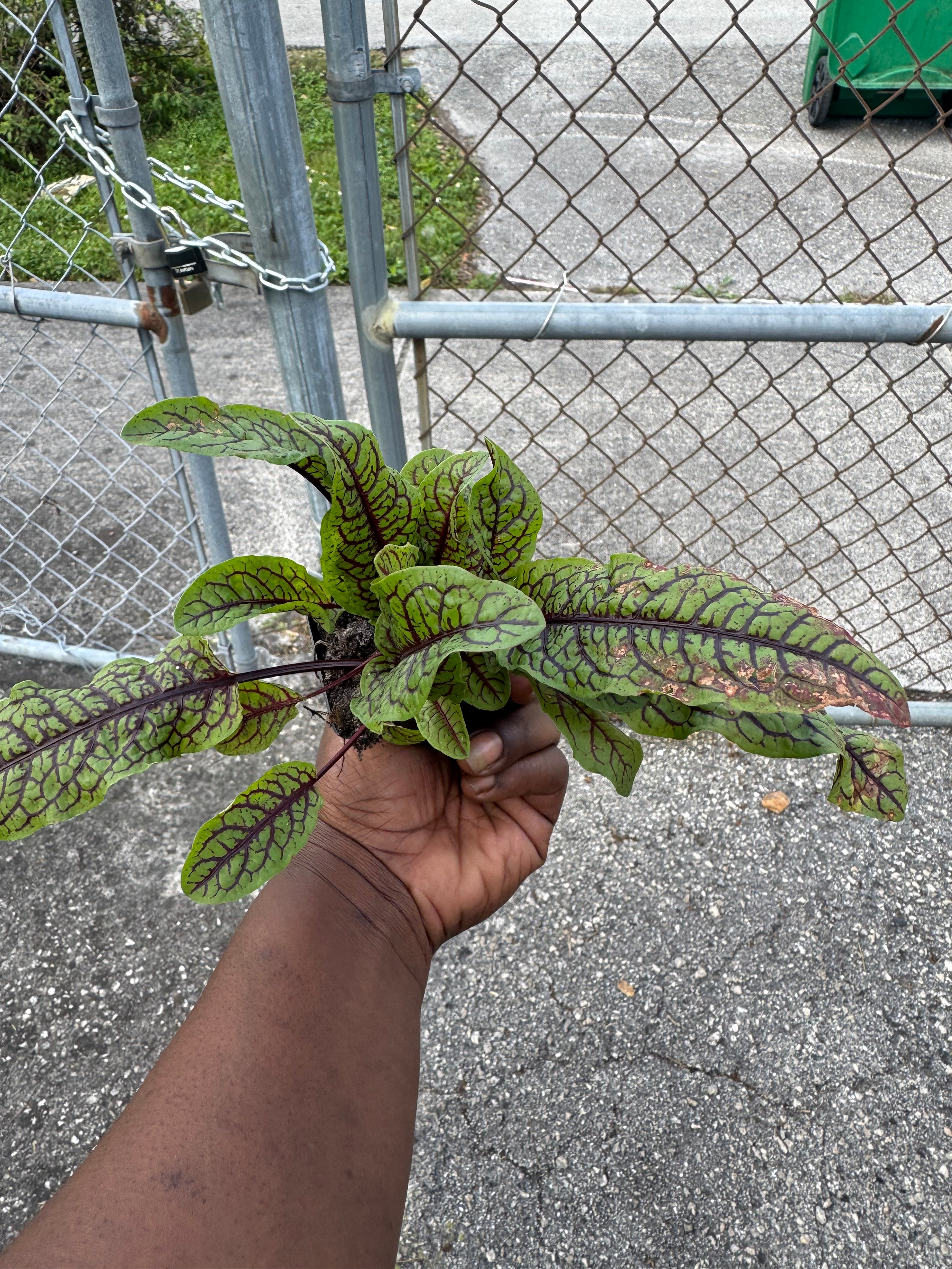 PREORDER Red Vein Sorrel (Bloody Dock) Live Plant