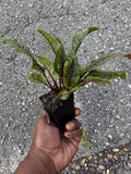 PREORDER Red Vein Sorrel (Bloody Dock) Live Plant