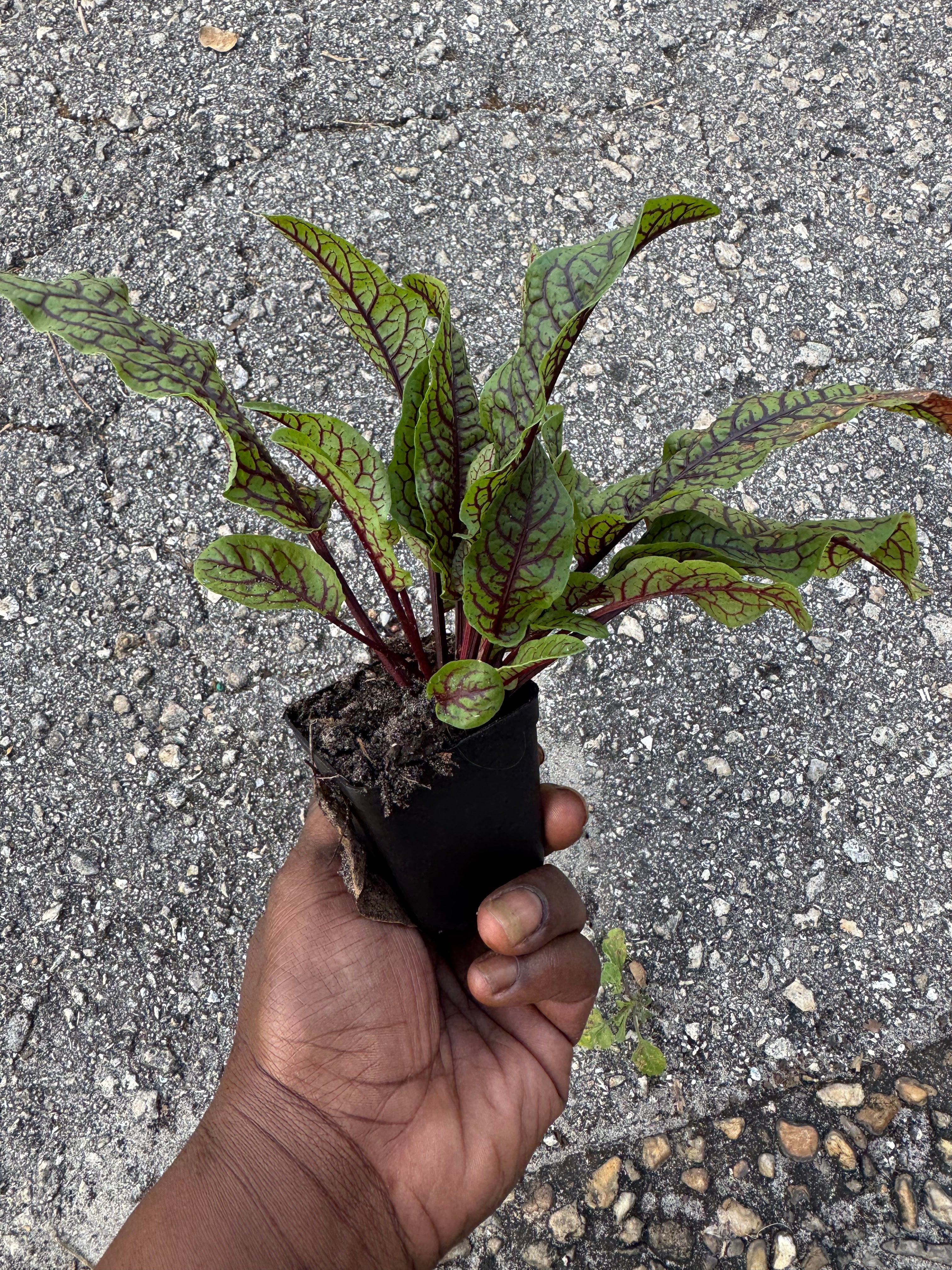PREORDER Red Vein Sorrel (Bloody Dock) Live Plant