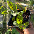 Red Veined Sorrel Panda Seeds