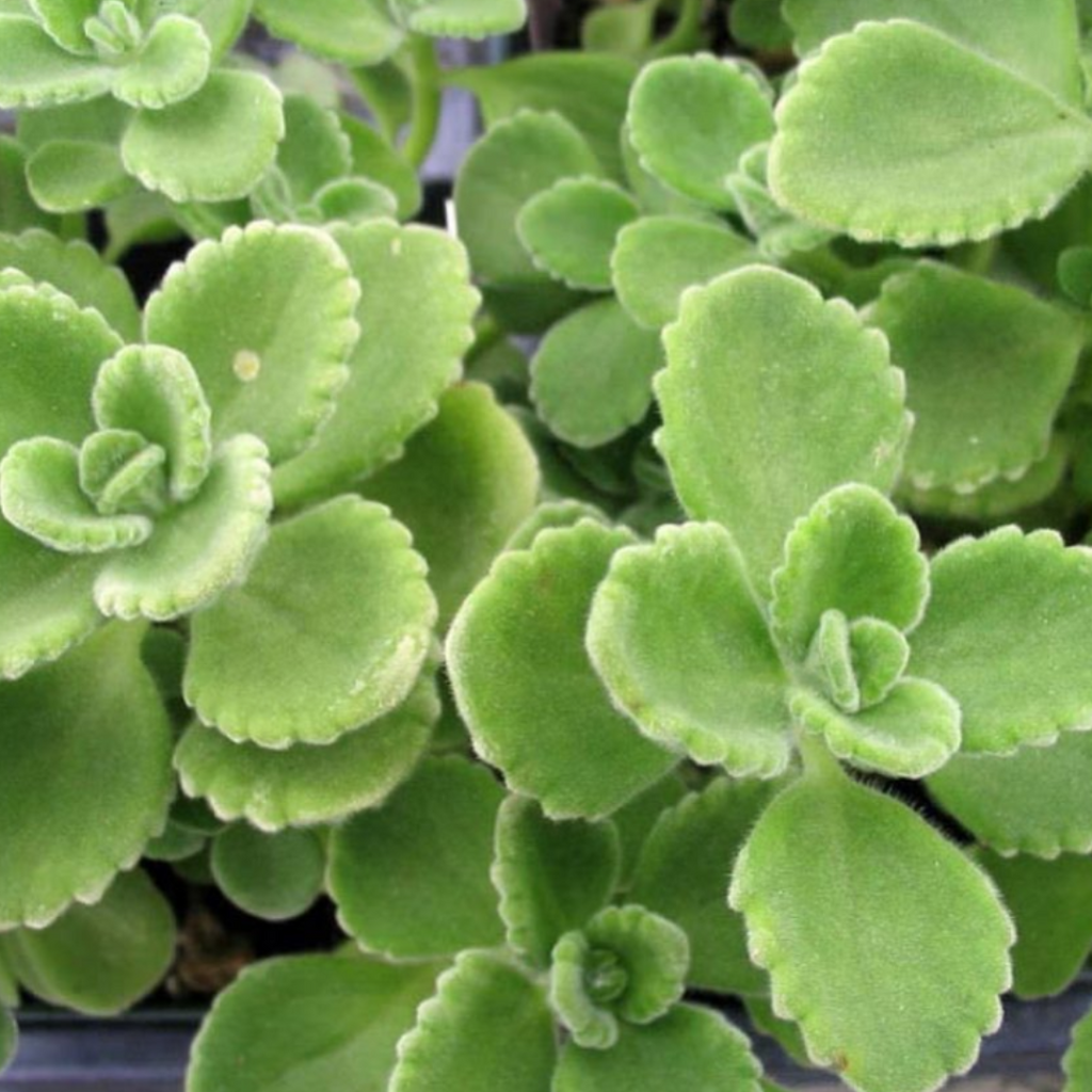 Rooted Cuban Oregano Plant