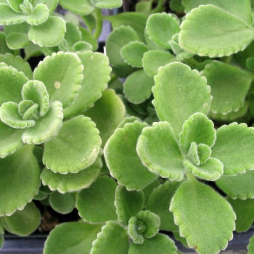 Rooted Cuban Oregano Plant