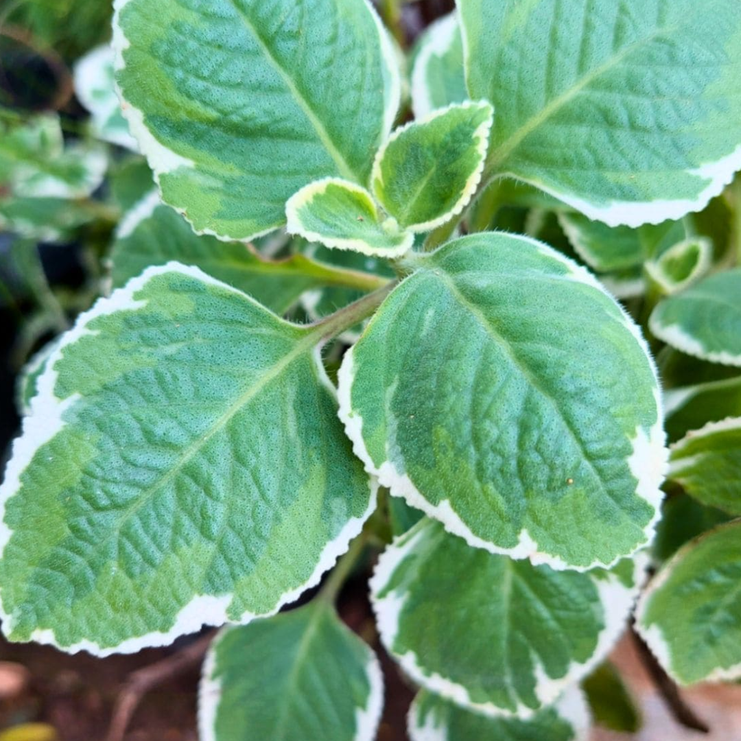 PREORDER Variegated Cuban Oregano Plant