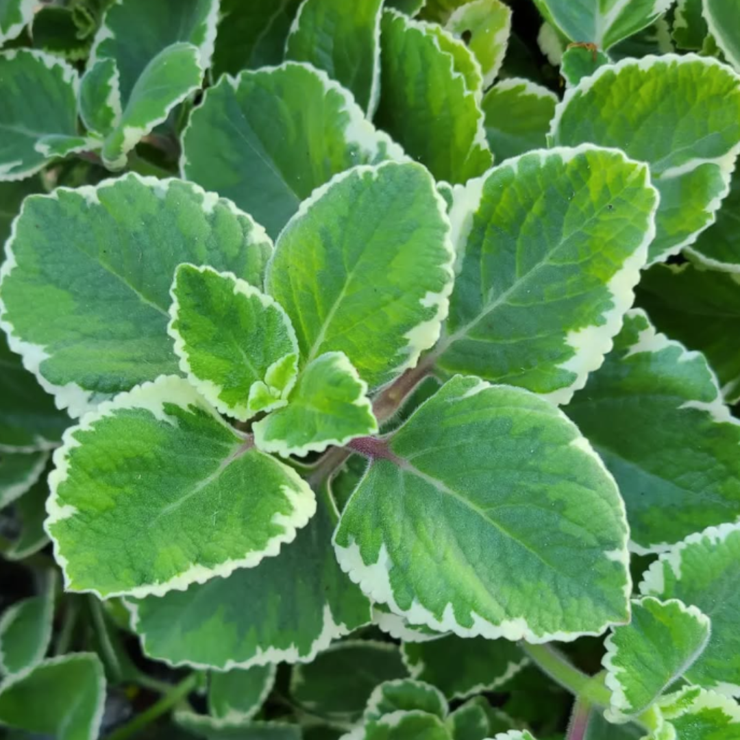 PREORDER Variegated Cuban Oregano Plant