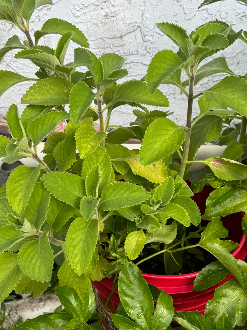 Rooted Cuban Oregano Plant