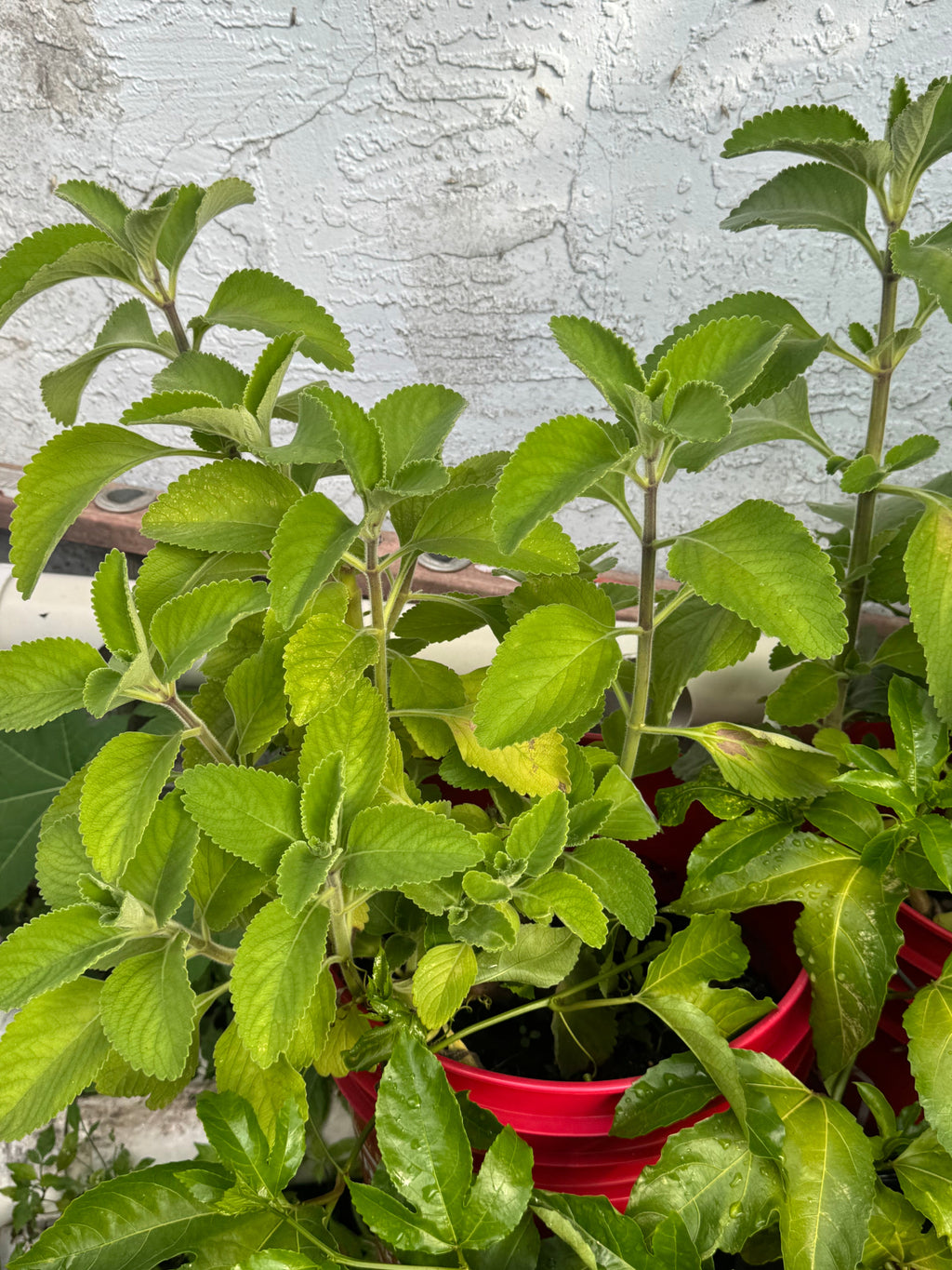 Rooted Cuban Oregano Plant