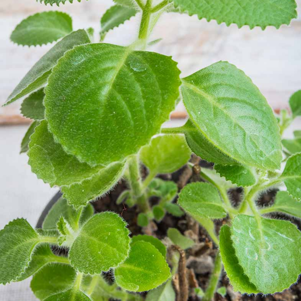 Rooted Cuban Oregano Plant