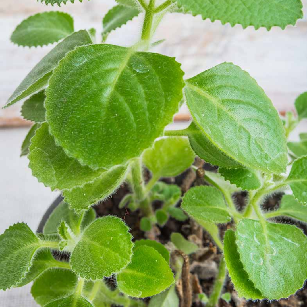 Rooted Cuban Oregano Plant
