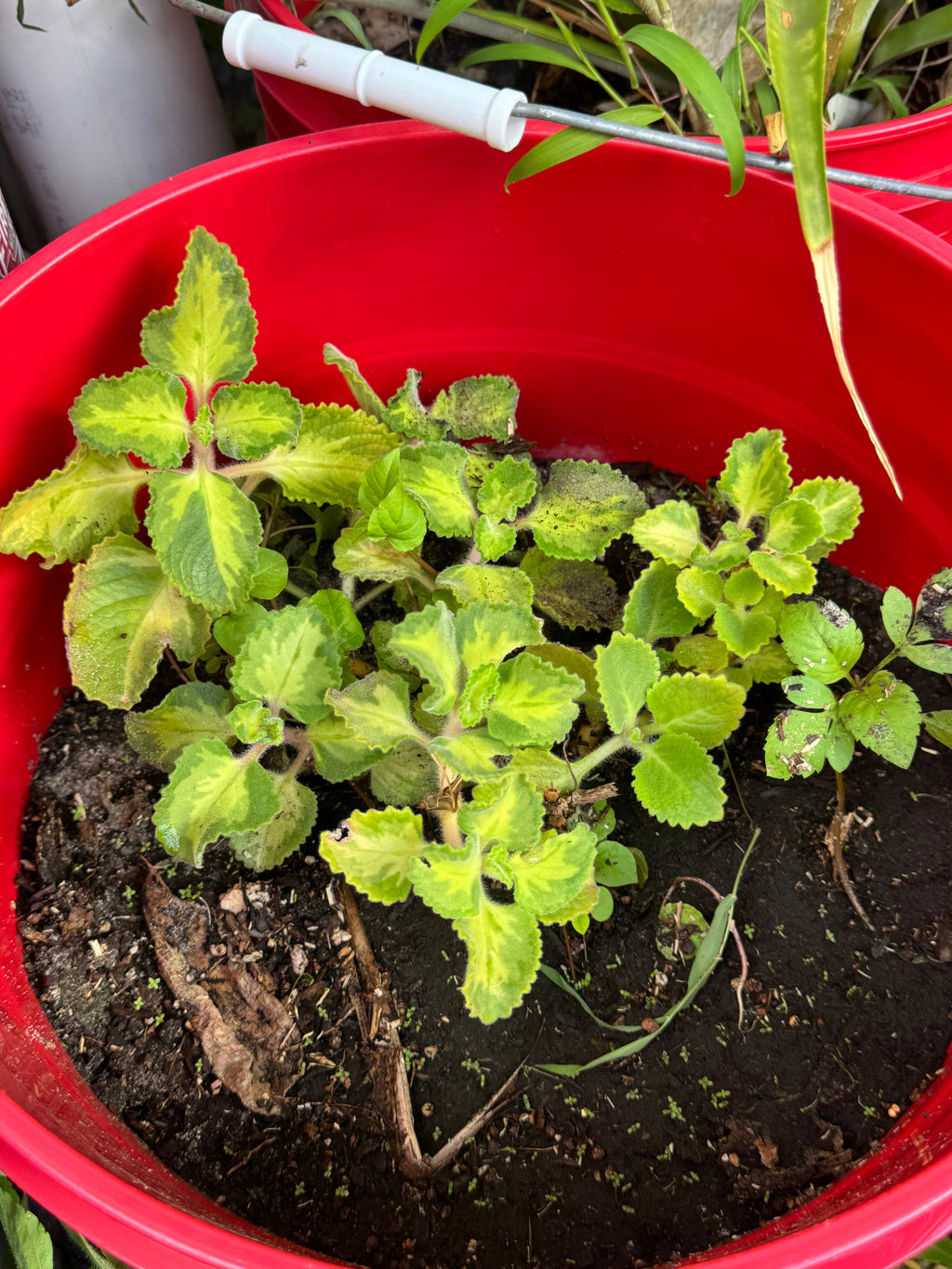 PREORDER Variegated Cuban Oregano Plant