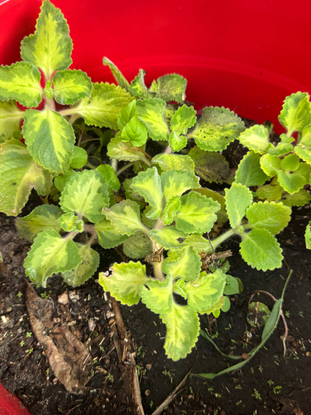 PREORDER Variegated Cuban Oregano Plant