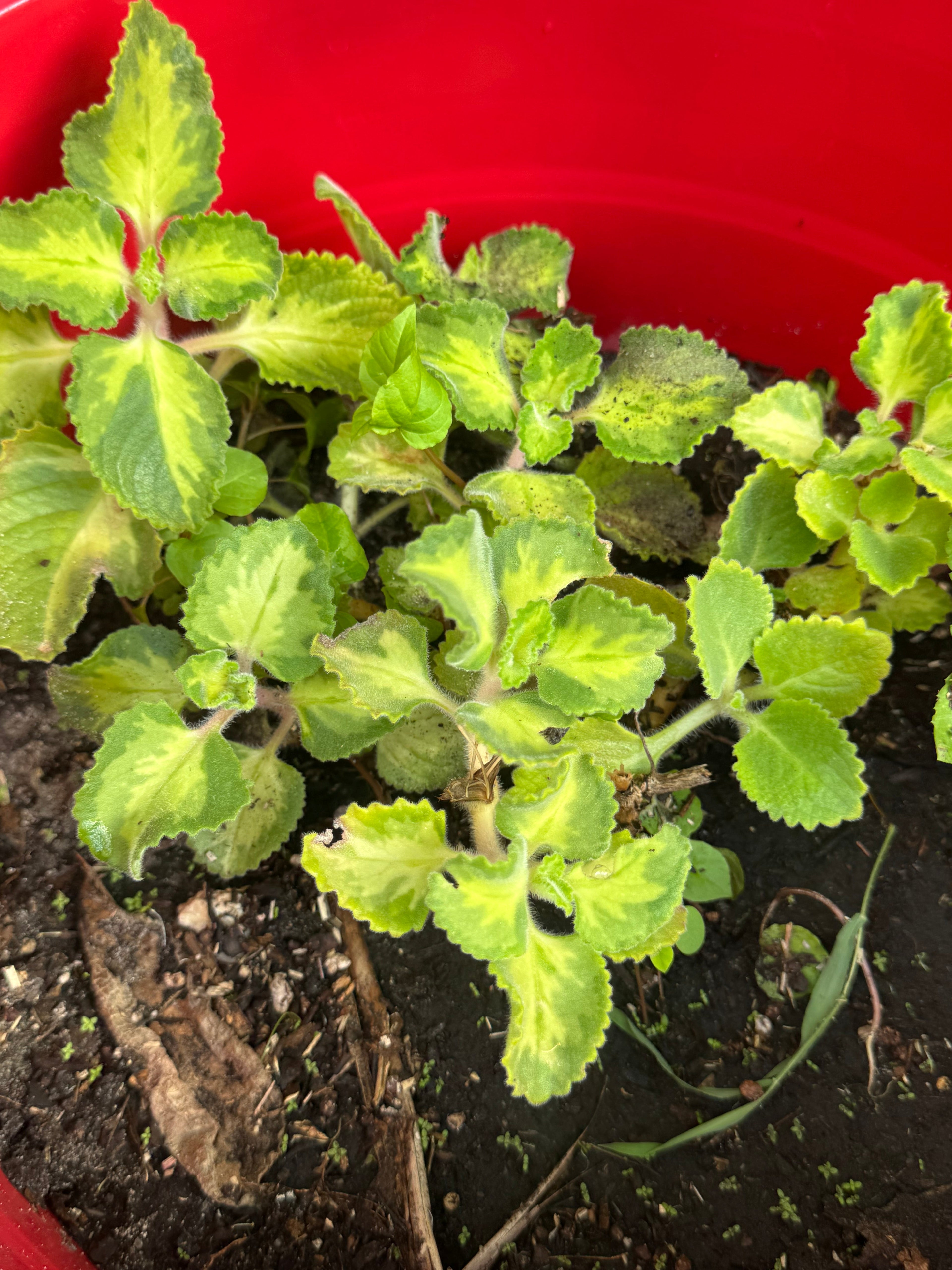 PREORDER Variegated Cuban Oregano Plant
