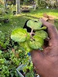 PREORDER Variegated Cuban Oregano Plant