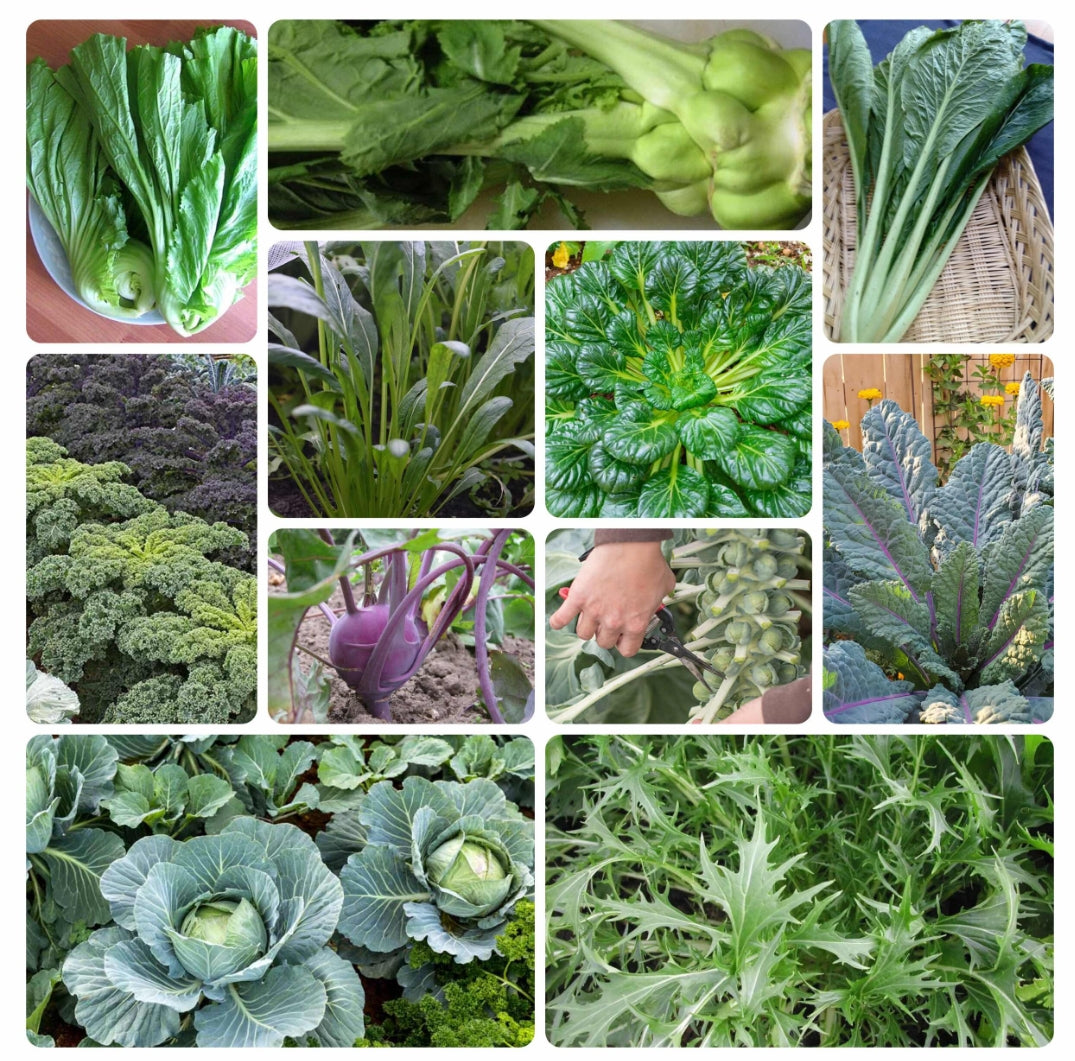 Brassica Variety Mix Seeds