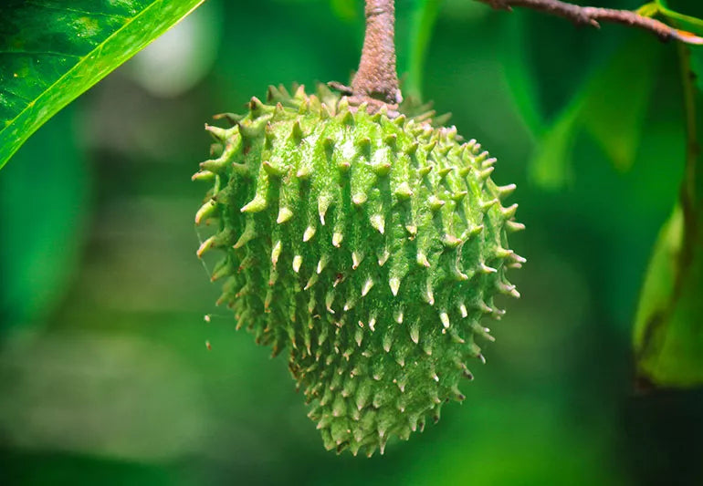 Soursop Fruit – 1 Whole Fruit no no