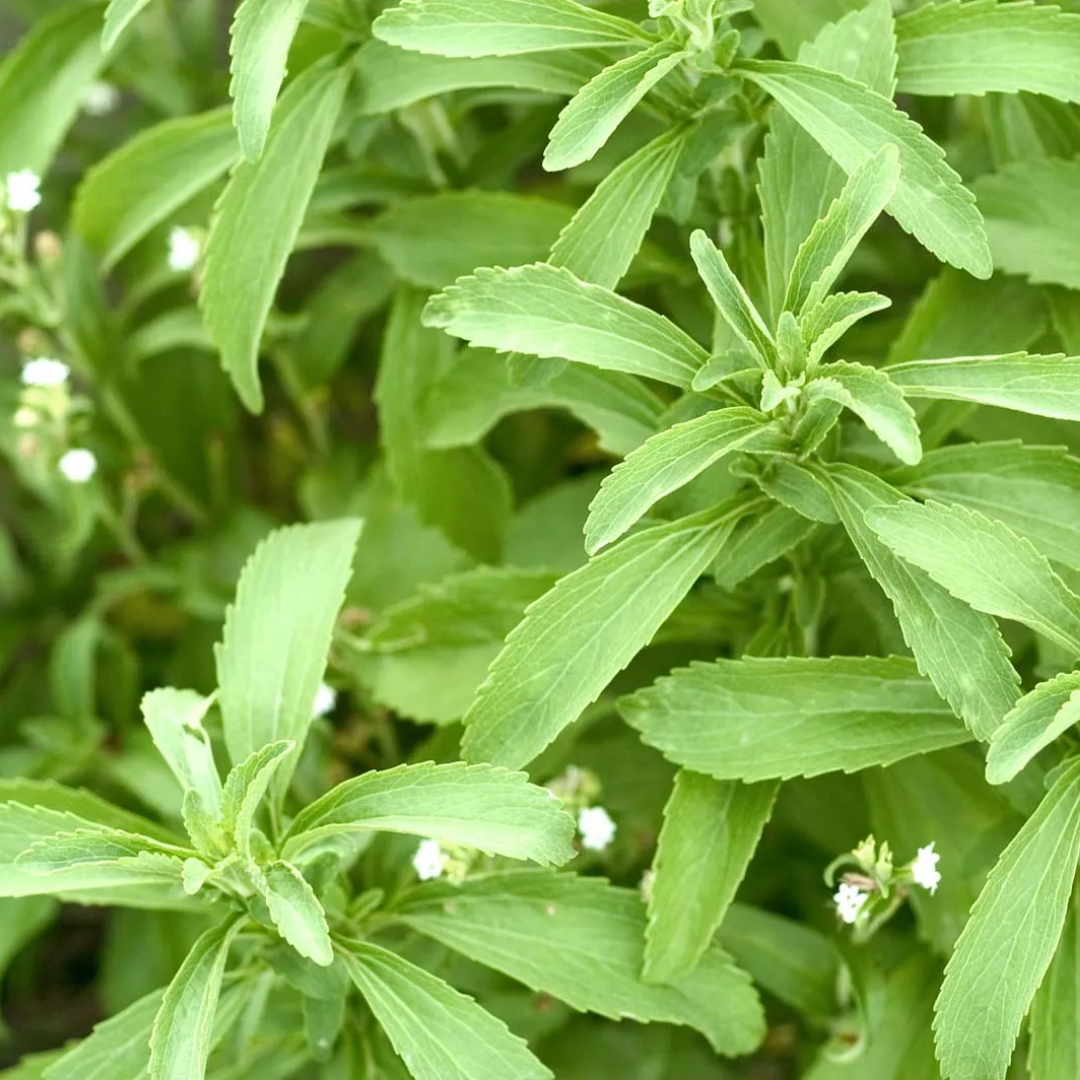 PREORDER Stevia Plant