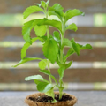 PREORDER Stevia Plant