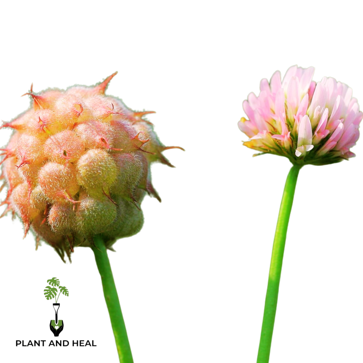 Strawberry Clover Seeds