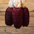 Strawberry Popcorn Seeds