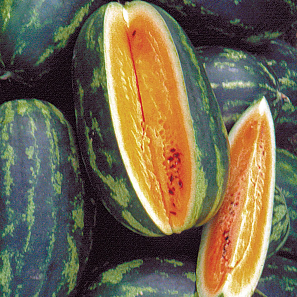 Mountain Sweet Watermelon Seeds