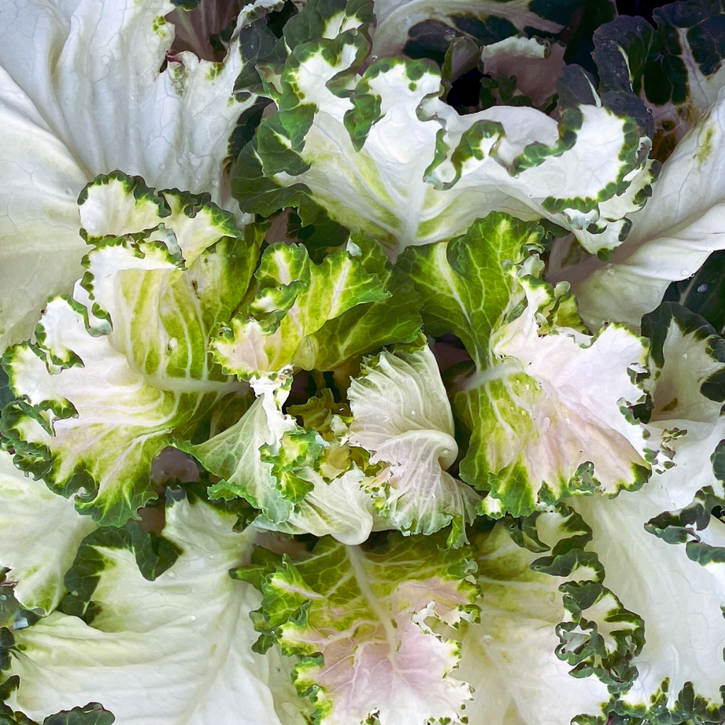 PREORDER Variegated Collards Plant
