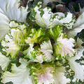 PREORDER Variegated Collards Plant