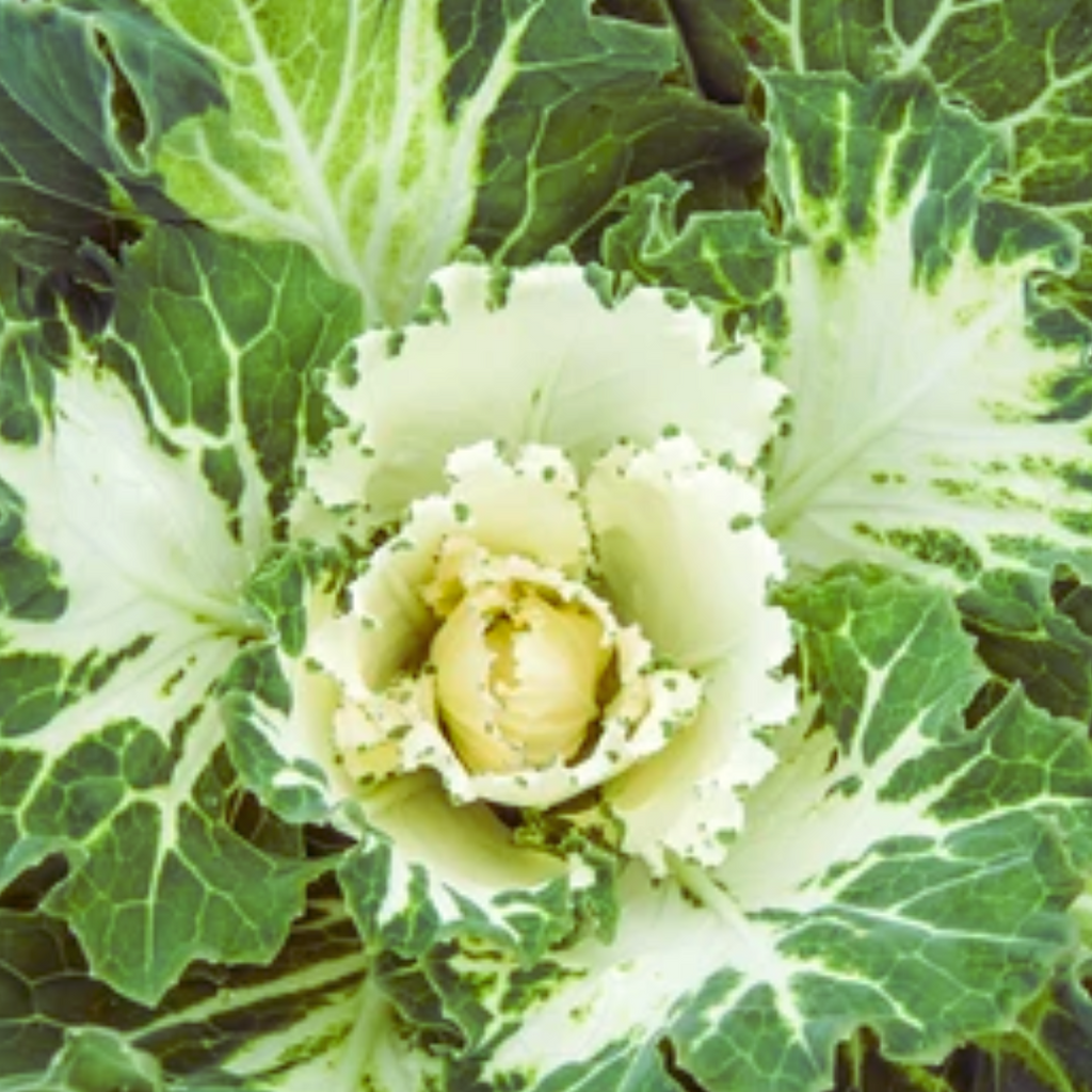 PREORDER Variegated Collards Plant