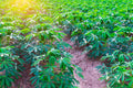 Cassava/Yuca Plant