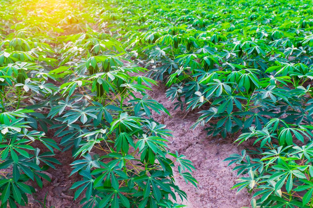 Cassava/Yuca Plant