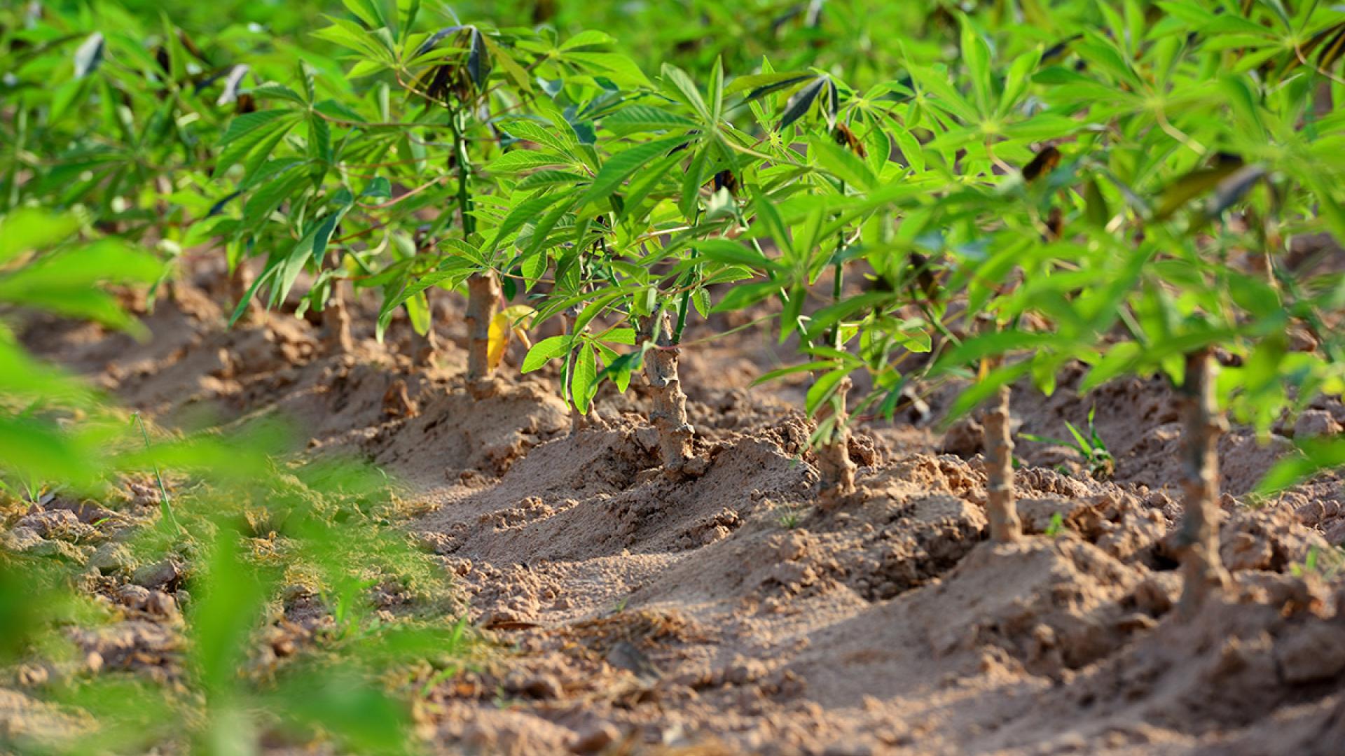 Cassava/Yuca Plant