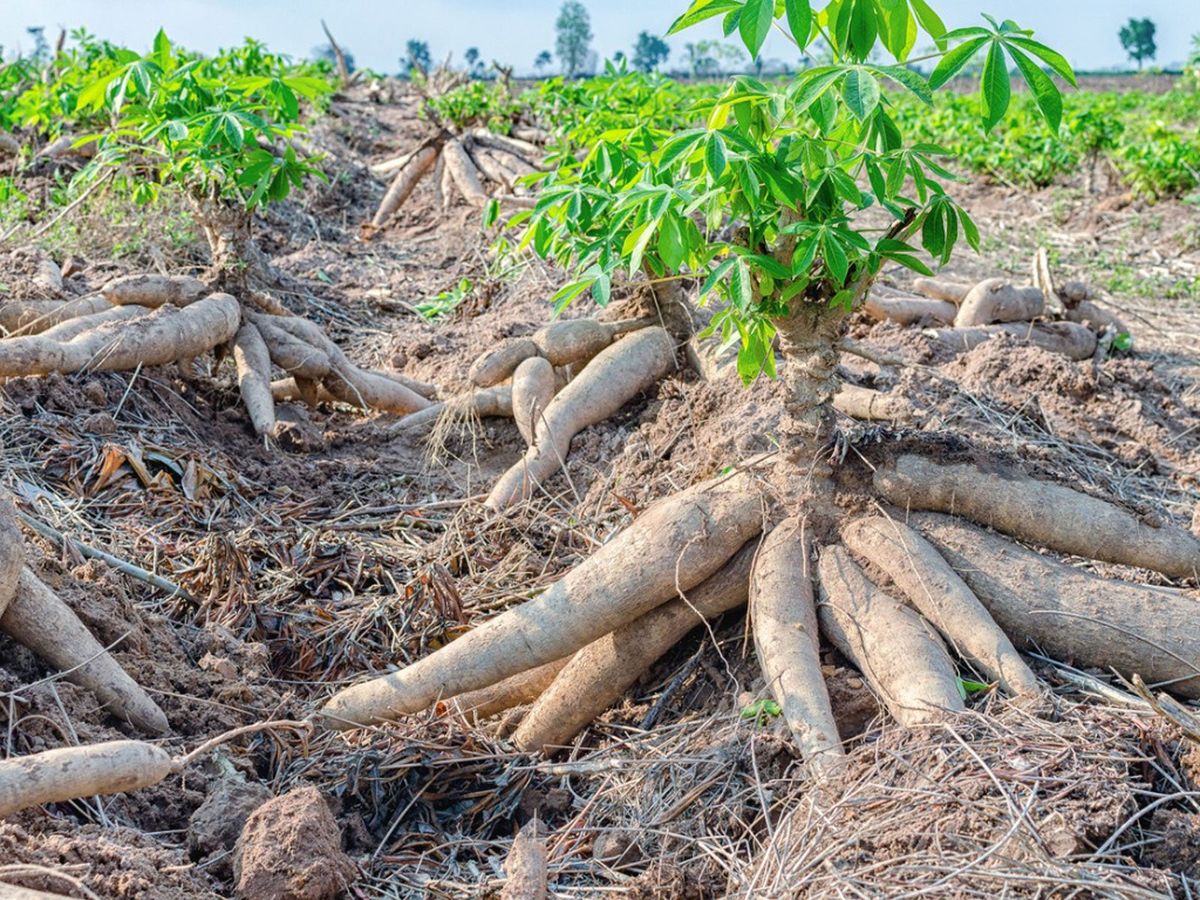 Cassava/Yuca Plant