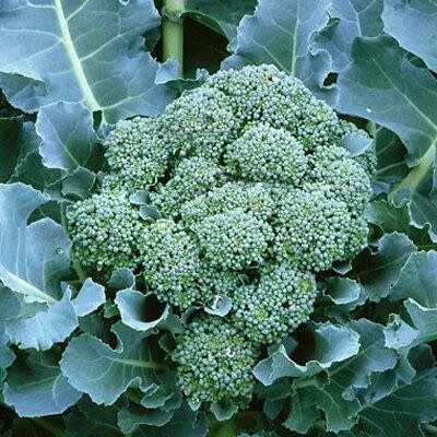 De Cicco (Organic) Italian Broccoli Seeds