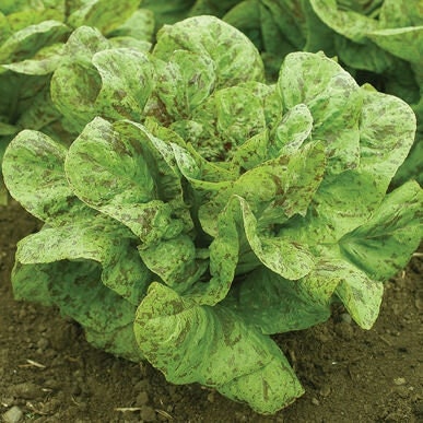 Flashy Trout Back USDA Certified Organic Heirloom Seeds