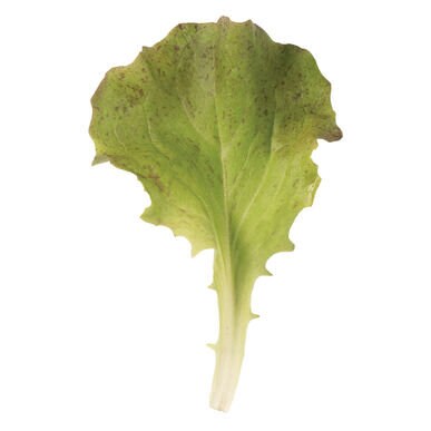 Red Sails Heirloom Lettuce Seeds