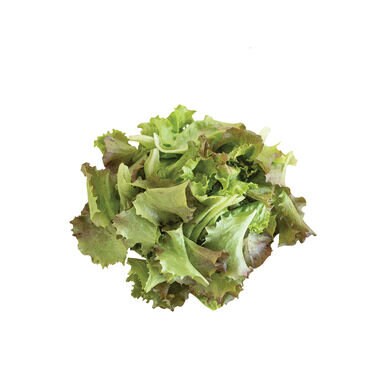 Red Sails Heirloom Lettuce Seeds