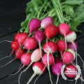 Easter Egg 2 Radish Seeds