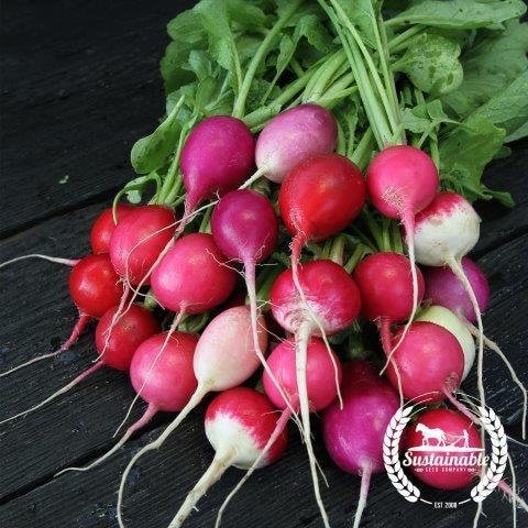 Easter Egg 2 Radish Seeds