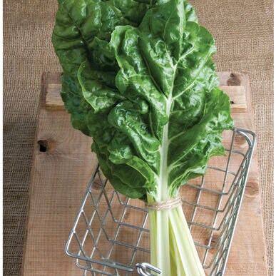Fordhook Giant Swiss Chard Seeds